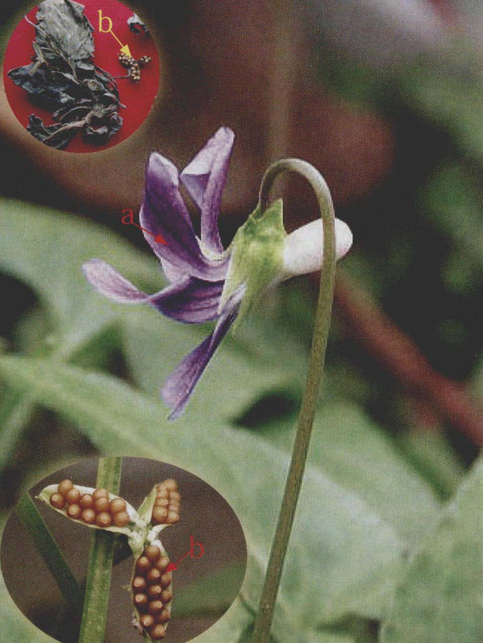 紫花地丁